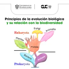 evolucion biologica