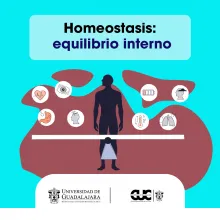 homeostasis